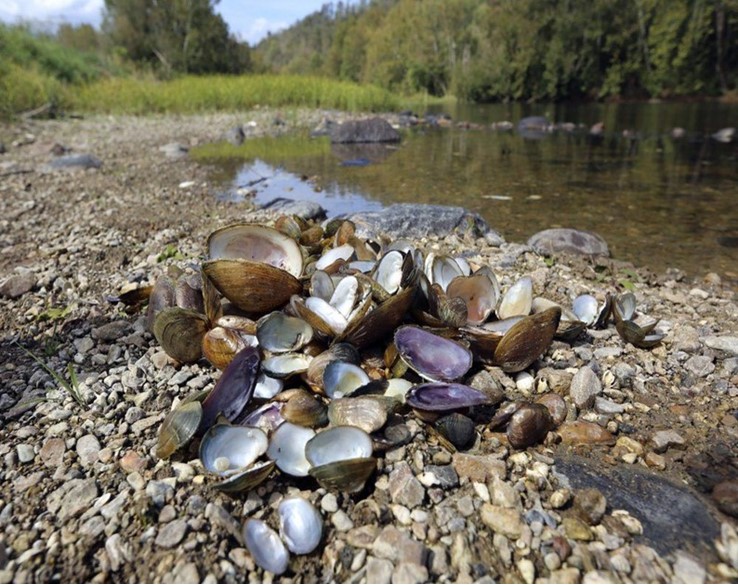 Clamshells next to a river